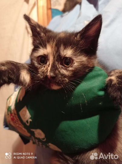 Котенок Милочка