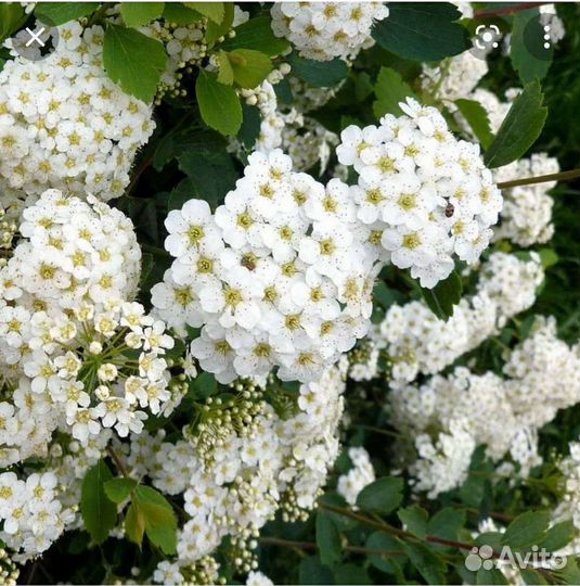 Саженцы снежноягодника и абрикоса