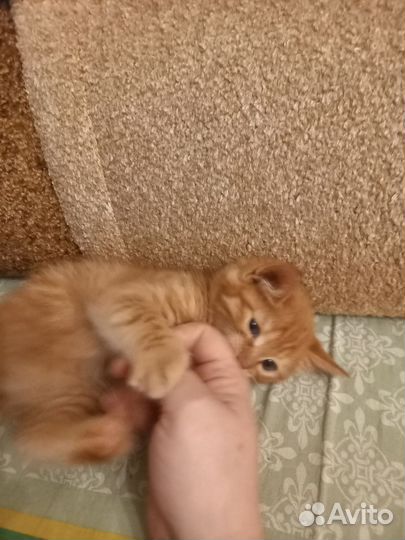 Котики бесплатно в добрые руки