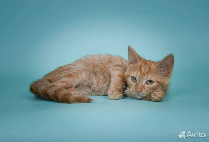 Рыжий котёнок Лунго (2, 5 мес)