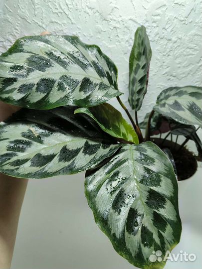 Калатея хелен кеннеди