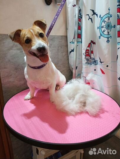 Услуги грумера. Стрижка собак