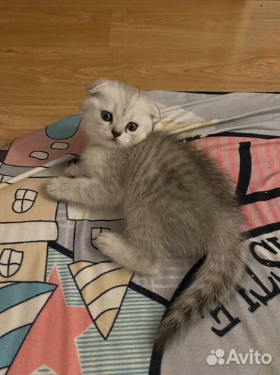 Шотландские котята вислоухие