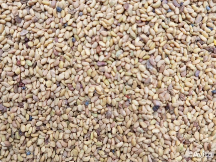 Продаю семена люцерны