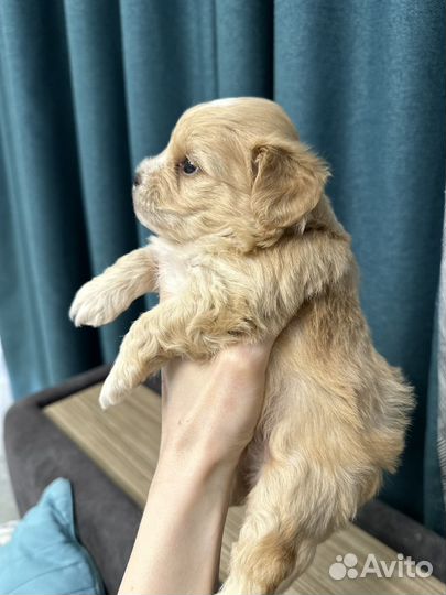 Малыш мальтипу мини