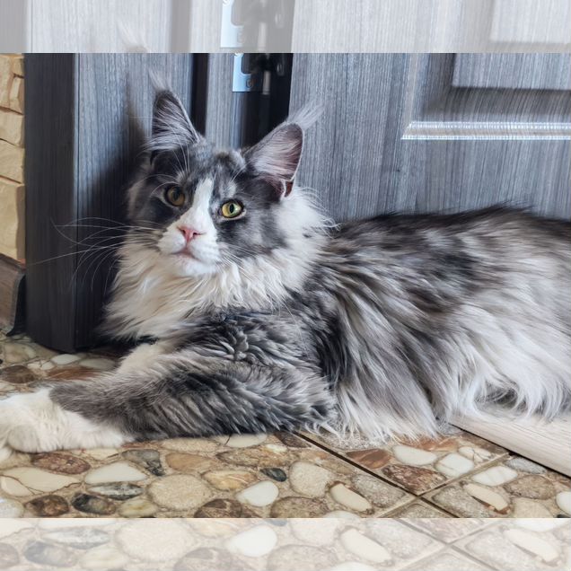 Мейн-кун котёнок