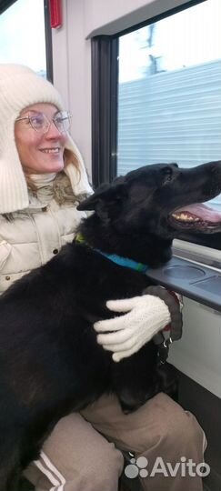 Собака в добрые руки бесплатно