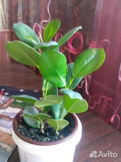 Комнатные растения