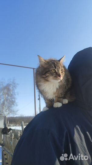 Кошки в добрые руки