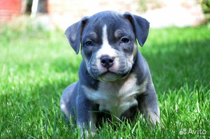 Американский булли щенки
