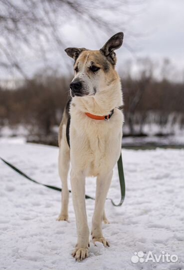 Очаровательный Дарт пес из приюта в добрые руки