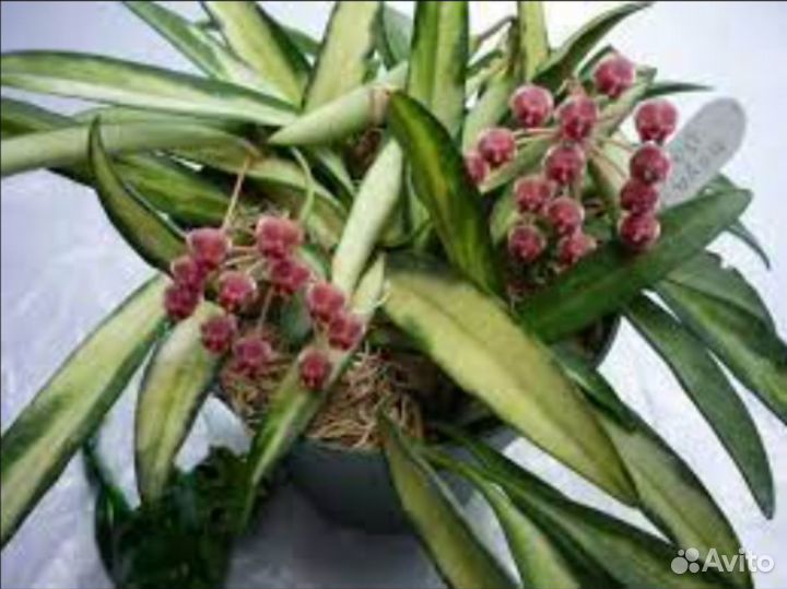 Хойя (разные) часть первая