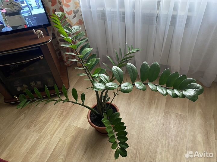 Замиокулькас