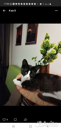 Хрупкая но мужественная