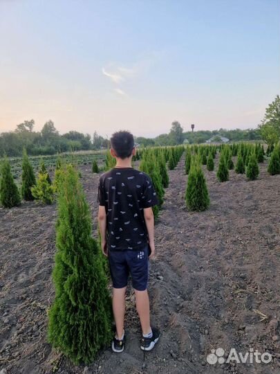 Туя смарагд