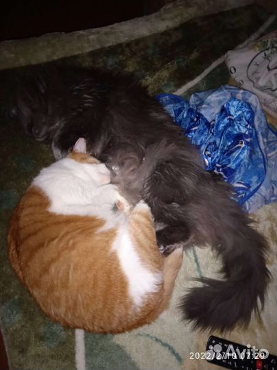 Кошки в добрые руки бесплатно