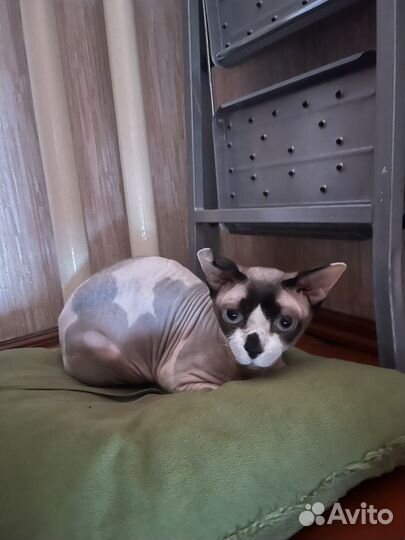 Канадский сфинкс кот