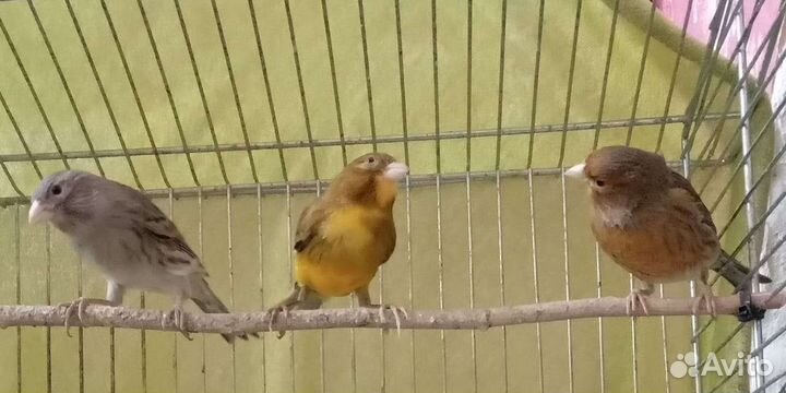 Канара и канарейки