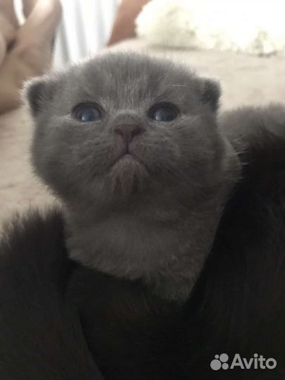 Шотландский кот вязка