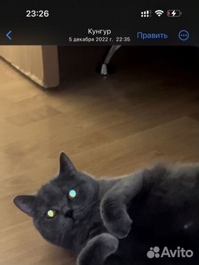 Кот британец 2 года