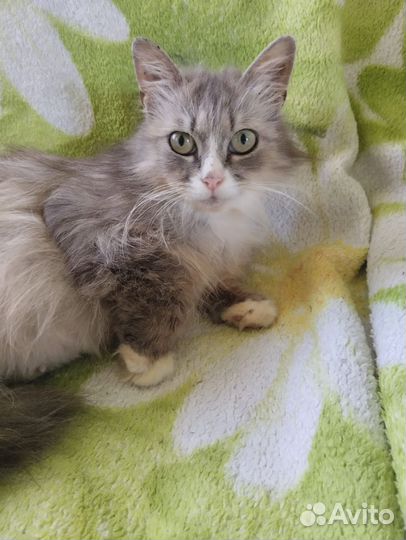 Кошка в добрые руки