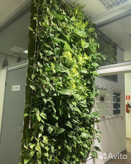 Фито стены из живых растений