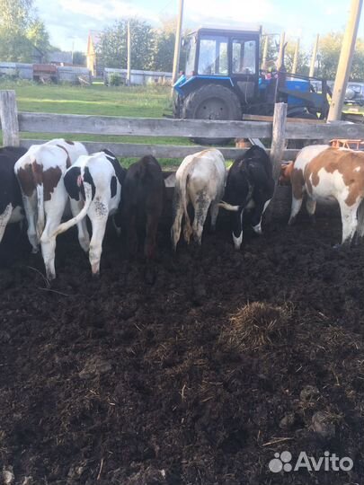 Телятина, говядина