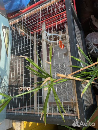 Клетка для крупного попугая или грызуна