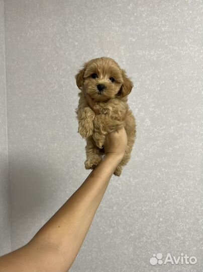 Мальтипу ф1 тикап мальчик карамель