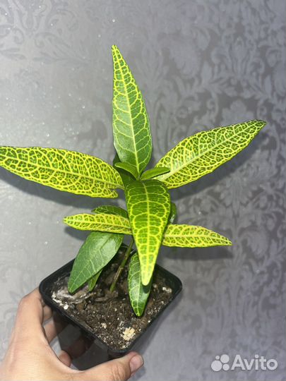 Псевдоэрантемум