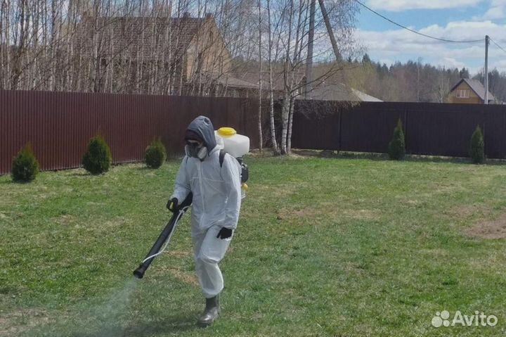 Уничтожение клопов тараканов лечение растений