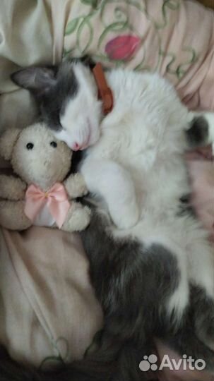 Кошка в дар