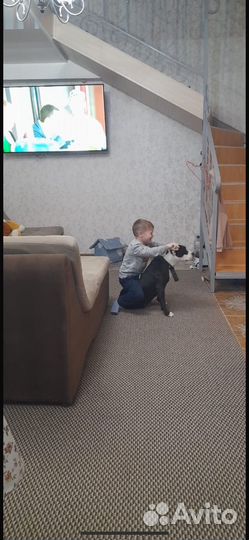 Стаффордширский терьер