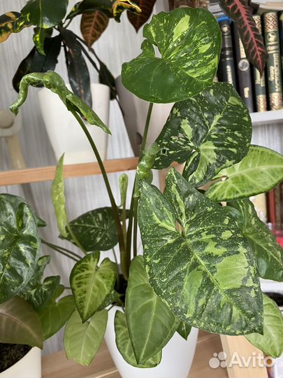 Сингониумы