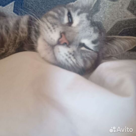 Злой милый котик