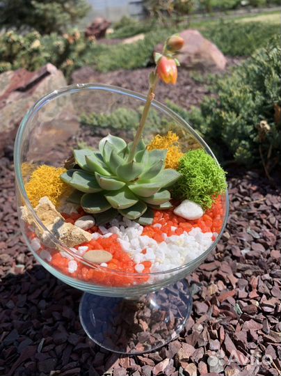 Флорариум суккуленты, подарок