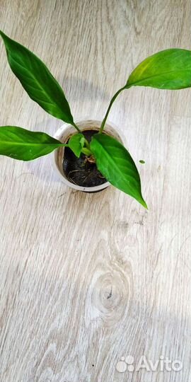 Спатифиллюм