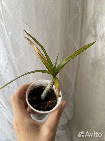 Пальма драцена