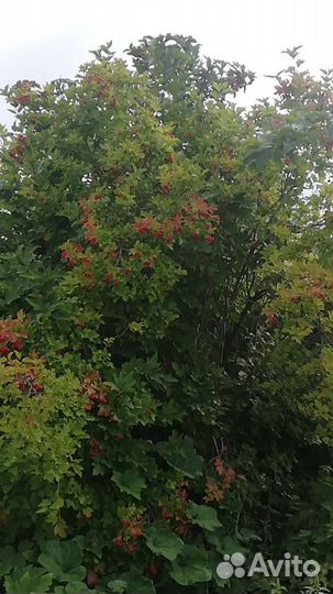 Калина саженцы