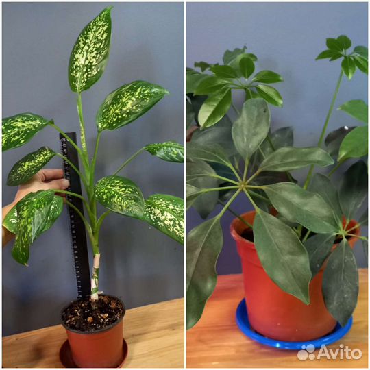 Эсхинантус Гибискус Жасмин Джинура Антуриум и др