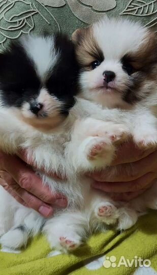 Два мини мальчика в Адлере