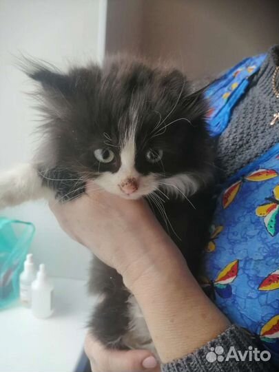 Котята в добрые руки бесплатно