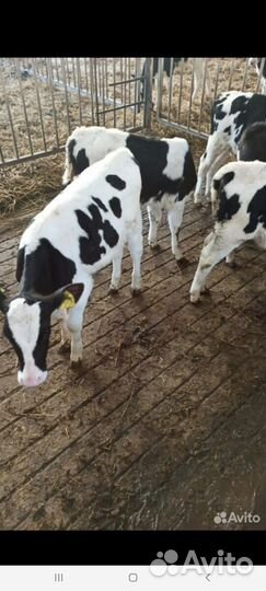 Бычки и Тёлки