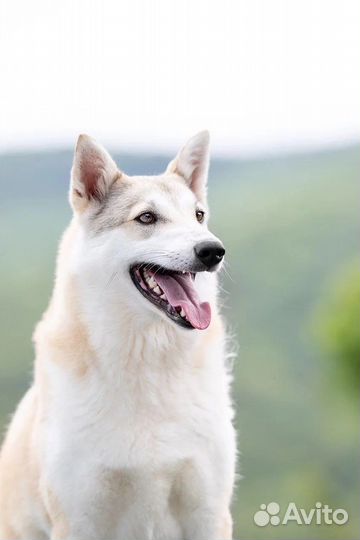 Красотка Белла ищет дом