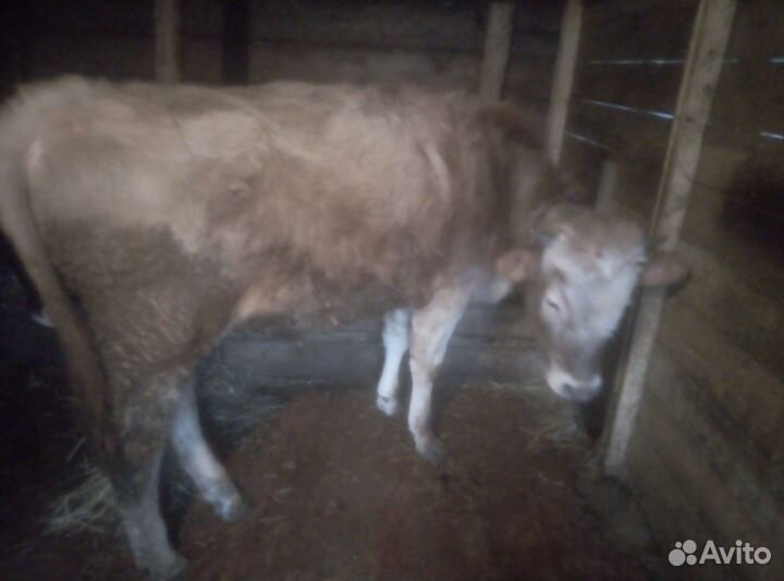 Продаю быка