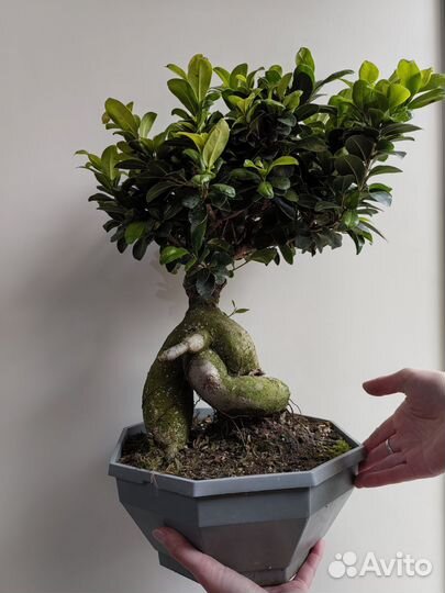 Бонсай. Фикус микрокарпа Гинсенг