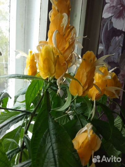 Пахистахис