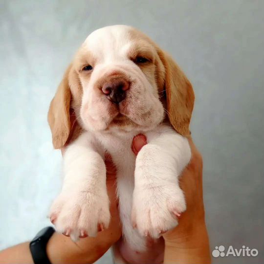 Щенки бигль питомник