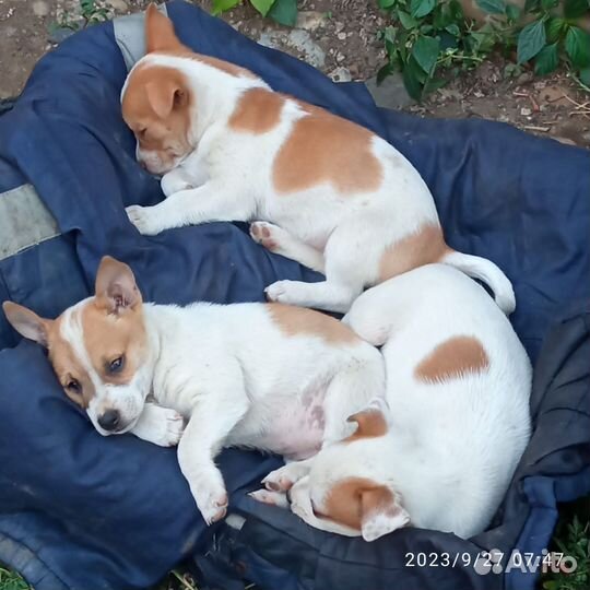 Отдам бесплатно щенки