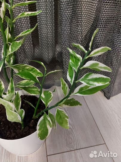 Комнатные цветы